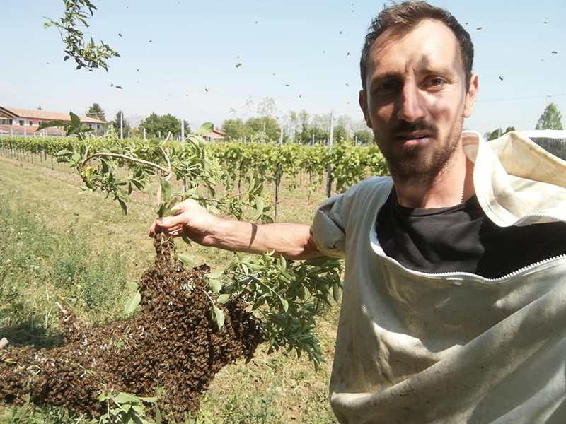 Recupero sciami di api treviso